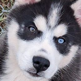 Red ID Collar - Siberian Husky puppy in Beverly, Ohio from Humorous Huskies