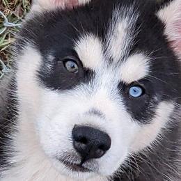 Red ID Collar - Siberian Husky puppy in Beverly, Ohio from Humorous Huskies