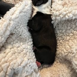 Boston Terrier Puppies from Rhonda Binkard