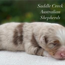 Boy 2 - Red merle male Australian Shepherd puppy in Mount Sterling, Kentucky from Saddle Creek Australian Shepherds