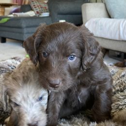 Juliet - Chocolate female Labradoodle puppy in Anaconda, Montana from Daisy's Labradoodles