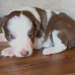 Zander boy - White and red male Border Collie puppy in Fairview, Tennessee from Hoffman Forest Acres LLC