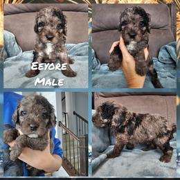 Eeyore - Merle male Cockapoo puppy in Zanesville, Ohio from Oodles of Doodles & Poos