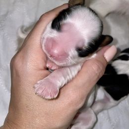 Cavalier King Charles Spaniel Puppies from Cassie’s Cavaliers