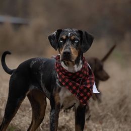 Sima - Catahoula Leopard Dog