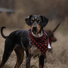 Sima - Catahoula Leopard Dog