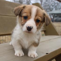 Snickers - Red male Pembroke Welsh Corgi puppy in Paradise, Texas from Corgis in Paradise