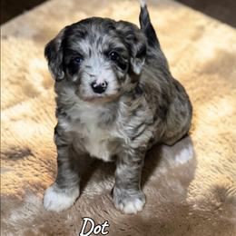 Dot - Blue merle female Aussiedoodle puppy in Lebanon, Oregon from Abbott Family Farm