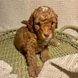 Milo - Apricot male Goldendoodle puppy in Birmingham, Alabama from Ivy’s Doodles