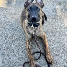 Dutch Shepherd Puppies from Oak Creek K9