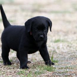 Fancy Girl 5 - Orange Collar - Black female Labrador Retriever puppy in Point, Texas from Lakylu Kennels