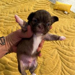 Ace - Chocolate male Chihuahua puppy in Summerfield, Florida from Uey’s Chihuahuas