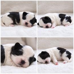 Sylvie - Brown and white female Shichon puppy in Pennsylvania from Manor Hills Shih Tzus
