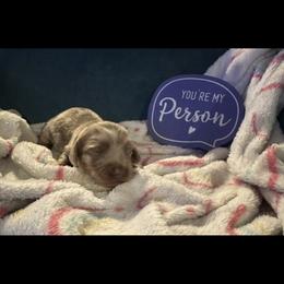 Thistle - Fawn (isabella) and tan male Dachshund puppy in Hudson, Michigan from Mittentail Kennel Miniature Dachshunds & Australian Shepherds