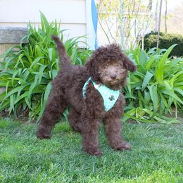 POTTY TRAINED Orlando - Brown Poodle puppy in Morgan County, West Virginia from 'Capon Cuties