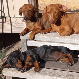 Dachshunds from Pharr's Finest Tha Realest Dachshunds