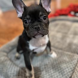 Goose - Tricolors male French Bulldog puppy in Snellville, Georgia from Felicia's French Bulldogs