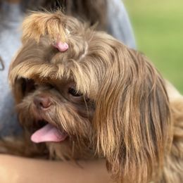 Sadie - Shih Tzu
