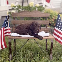 Teddy - Chocolate male Goldendoodle puppy in Nashville, Tennessee from Hilton Doodles