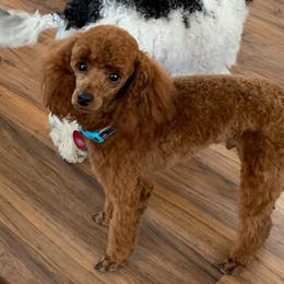 Poodle Puppies from Top Shelf Toy Dogs