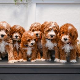 Aussiedoodle, Bernedoodle, Cavapoo, Goldendoodle, Irish Doodle, and Poodle Puppies from Sun Valley Goldendoodles