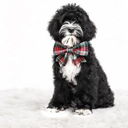 Willow - Black and chalk female Australian Labradoodle puppy in Matthews, North Carolina from Weddington Labradoodles