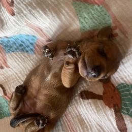 Honey Jr. - Red female Dachshund puppy in Yuba City, California from The Navarro Furbabies