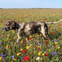 Peridot - Merle male Great Dane puppy in Florida from Beachside Kennels