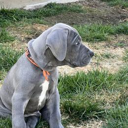 Great Dane Puppies from Cable Creek Danes