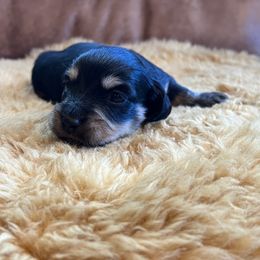 Dachshund Puppies from Wet Mountain Weenie Dogs