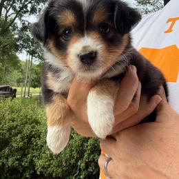 Lollipop - Black tri female Toy Australian Shepherd puppy in Tremont, Tennessee from 2 Blue Toy Aussies