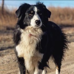 Skye - Australian Shepherd