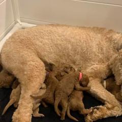 Goldendoodle Puppies from Willow’s Goldendoodles