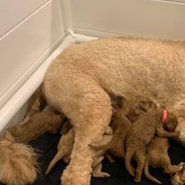 Goldendoodle Puppies from Willow’s Goldendoodles