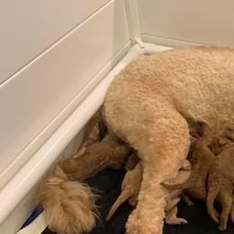 Goldendoodle Puppies from Willow’s Goldendoodles