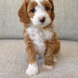 Samantha - Parti female Goldendoodle puppy in Gig Harbor, Washington from Nuttall's Goldendoodles