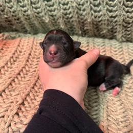 Sweet potato - Black tri-color female Australian Shepherd puppy in Altmar, New York from E&C Australian Shepherds