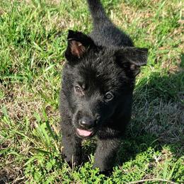 German Shepherd Puppies from Woodhill K9