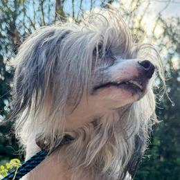Dhanvin - Sable male Chinese Crested puppy in Lutz, Florida from Halcyon Chinese Cresteds
