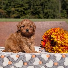 Biscuit - Red male Cavapoo puppy in Mc Ewen, Tennessee from Spencer's "lil" Cavapoos & Bernedoodles