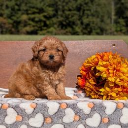 Biscuit - Red male Cavapoo puppy in Mc Ewen, Tennessee from Spencer's "lil" Cavapoos & Bernedoodles