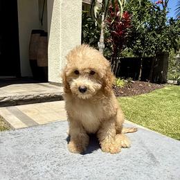 Boy 3 - Apricot male Poodle puppy in San Diego, California from Goldendoodles & Poodles of San Diego