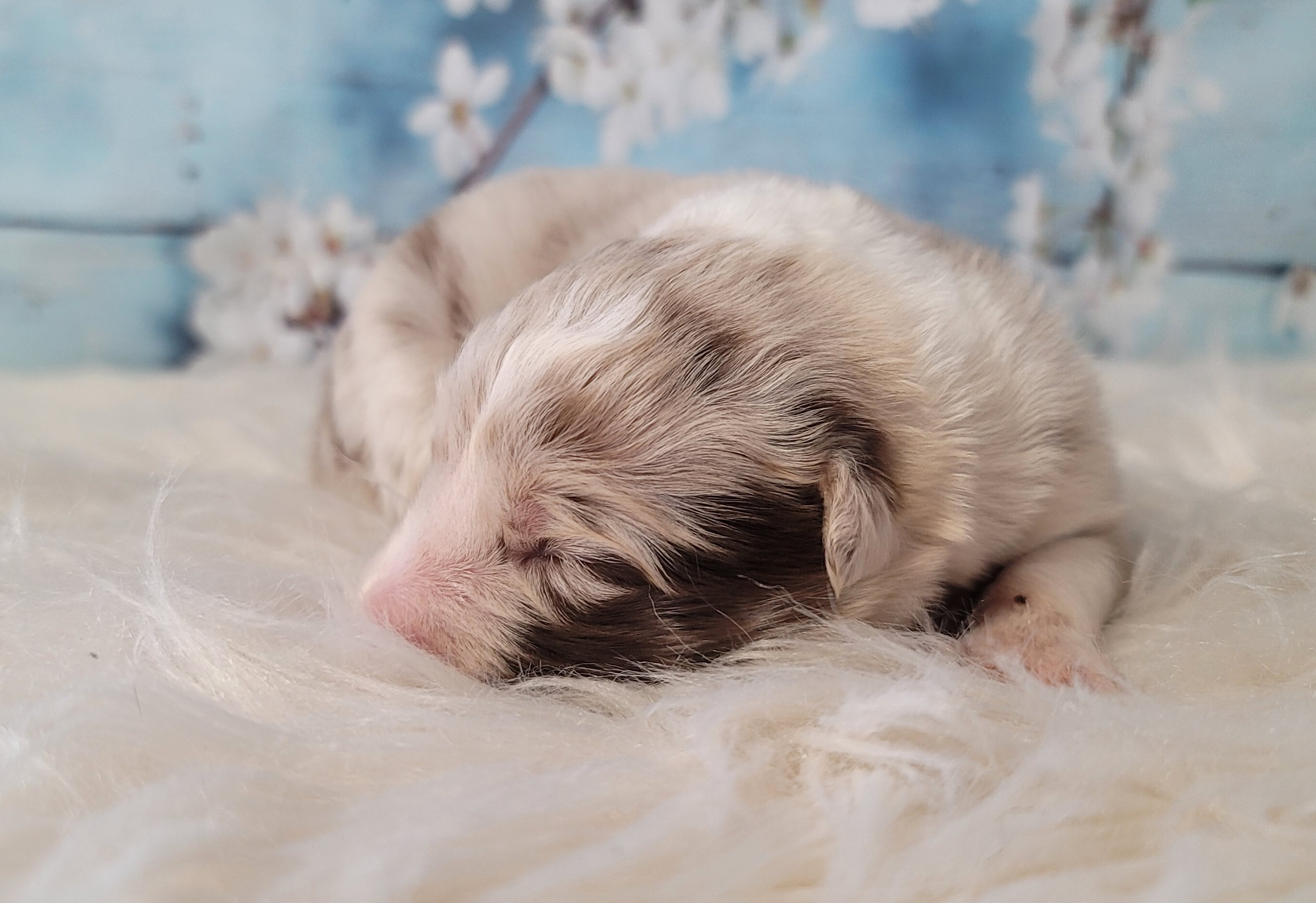 Border Collie and Pembroke Welsh Corgi Puppies from Borderline Kennels