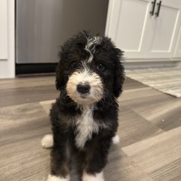 Poppy - Tri-color female Bernedoodle puppy in Malvern, Arkansas from Cove Creek Companions
