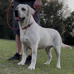 Patriot - Yellow male Labrador Retriever puppy in Morriston, Florida from Penny Lane Labradors
