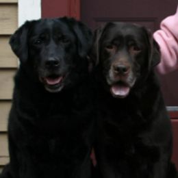Labrador Retrievers from Yarborough Labrador Retrievers