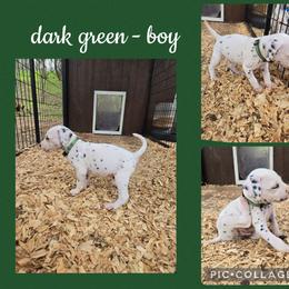 Dark green - White and black male Dalmatian puppy in Pulaski, Tennessee from River Valley Forge Dalmatians