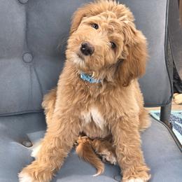 Maverick - Apricot male Goldendoodle puppy in Richmond, Virginia from Highland Grove Doodles, LLC
