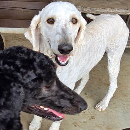 Poodles from Bear Hills kennel