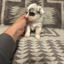 B.P. - White and black female Pembroke Welsh Corgi puppy in Maupin, Oregon from Bailey Nannini